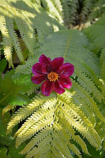 Red single flowering dahlia growing from fern in the garden