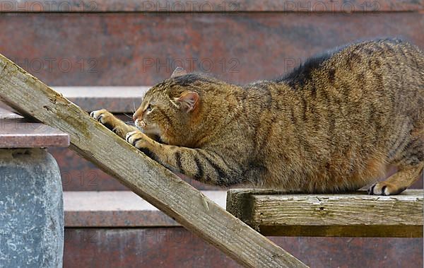Domestic cat mackerel claws sharpening on wooden board