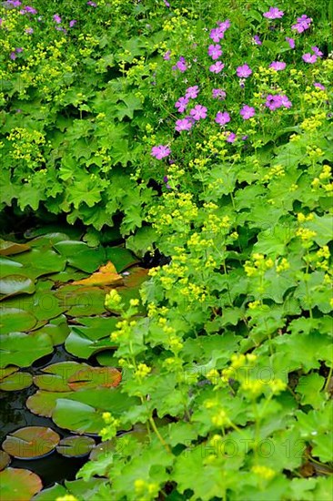 Garden pond