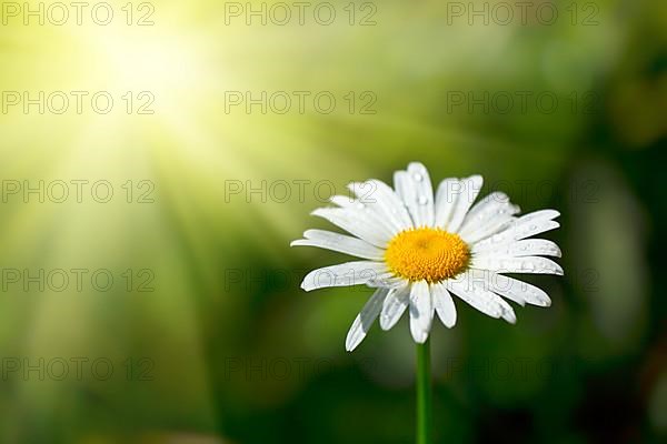 White chamomile with water drops macro in field