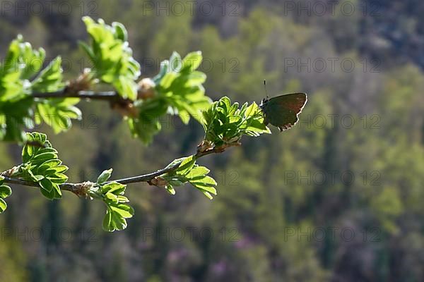 Green hairstreak on green leaves on a branch
