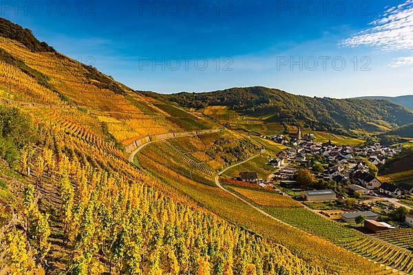 Vineyards in autumn