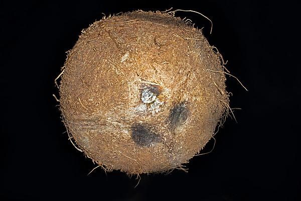 Whole unopened coconut palm