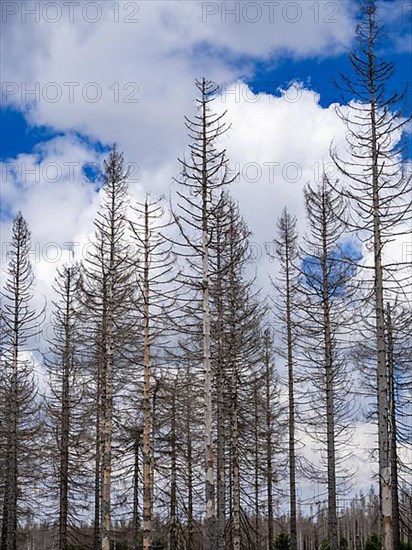 Dead spruces near Torfhaus in the Oberharz