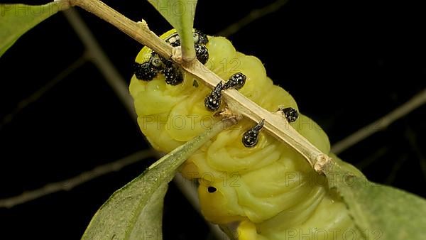 Larva