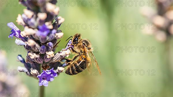 European Honey Bee