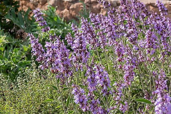 Flowering common sage