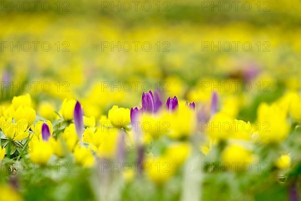 First crocuses