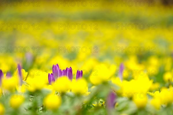 First crocuses