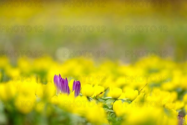 First crocuses