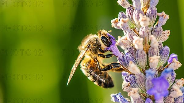 European Honey Bee