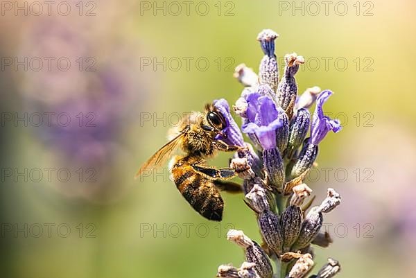 European Honey Bee