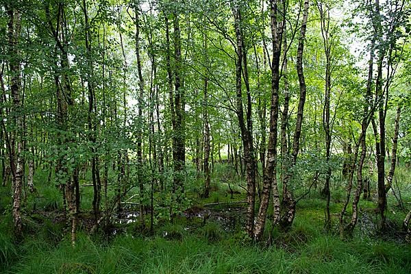 Bockholter Dose nature reserve