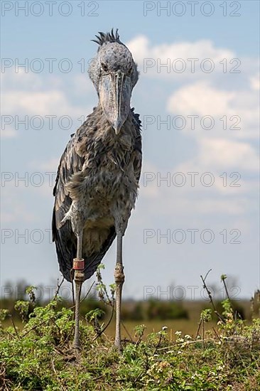 Shoebill