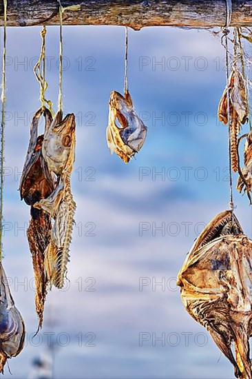 Dried fish