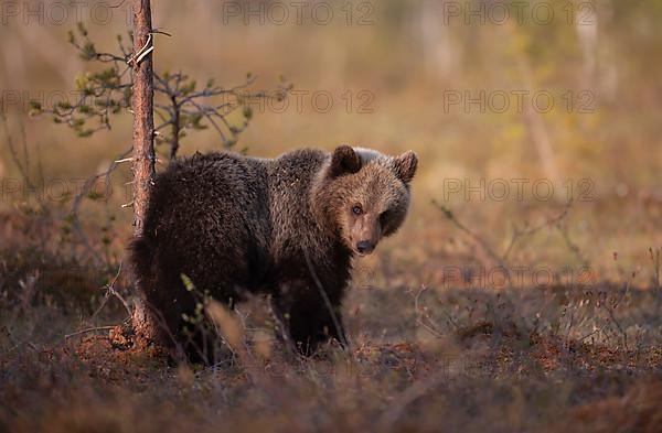 European brown bear
