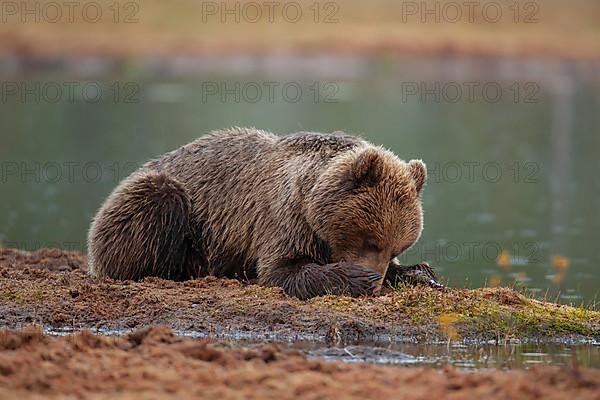 European brown bear