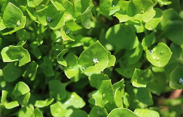 Purslane