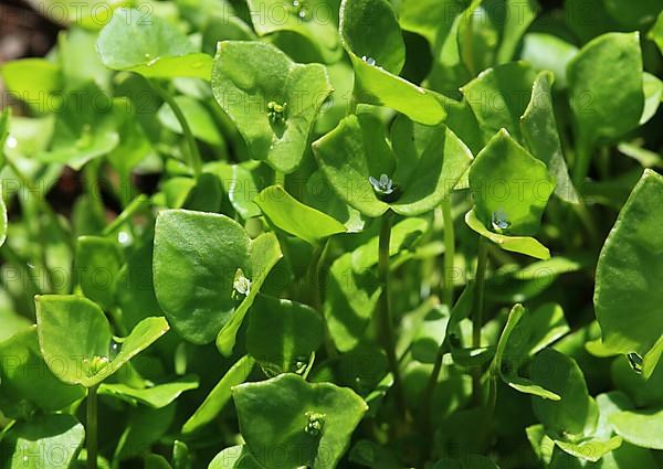 Purslane