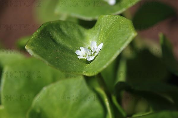 Purslane