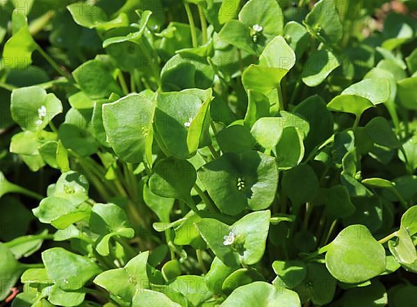 Purslane