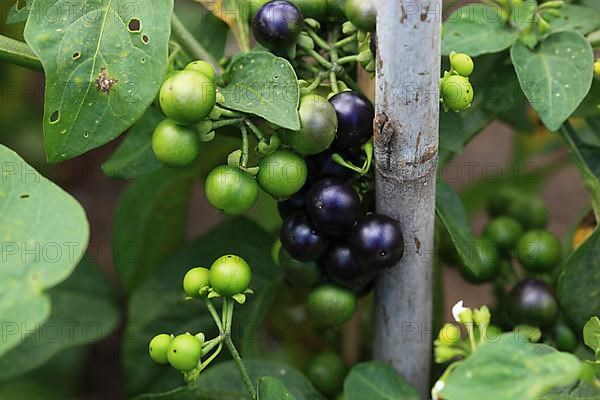 Cultivated nightshade