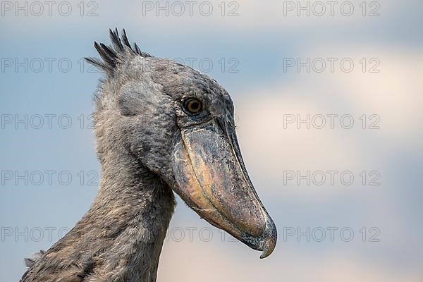 Shoebill