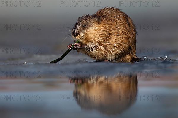 Muskrat