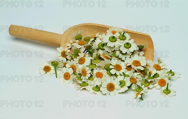 Feverfew