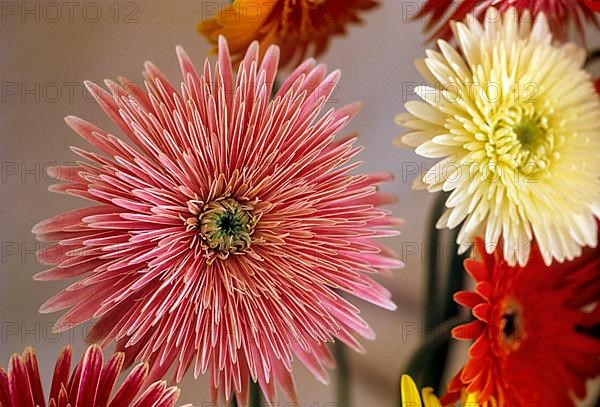 Gerbera jamsonii flower