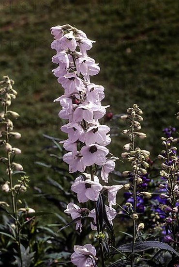 (Delphinium) flower, Pacfic Giants Ice Plant in the Government Botanical garden in Udhagamandalam