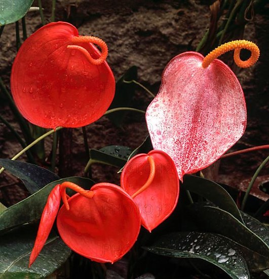 Anthurium sp. tail flowers flamingo flowers and lace leaf flower in Nilgiris
