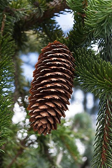 Cones