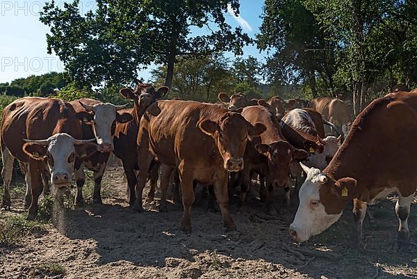Buntscheck outdoor cattle