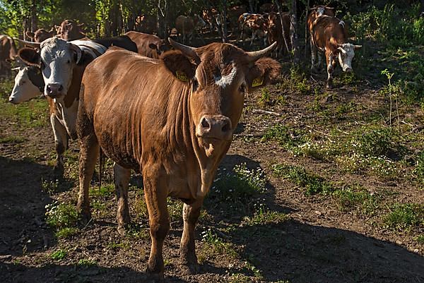 Buntscheck outdoor cattle