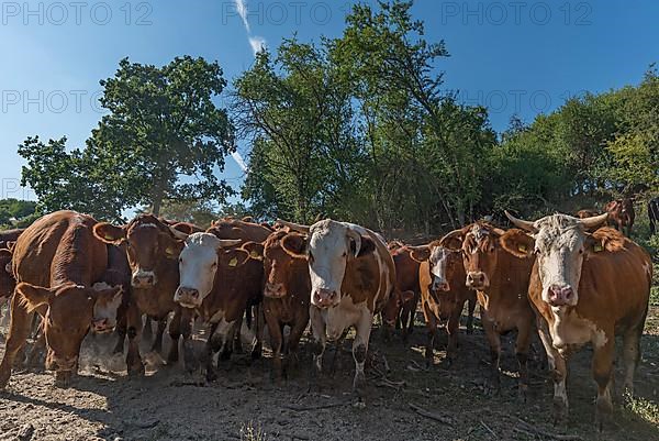 Buntscheck outdoor cattle