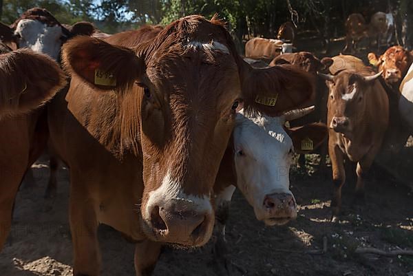 Buntscheck outdoor cattle