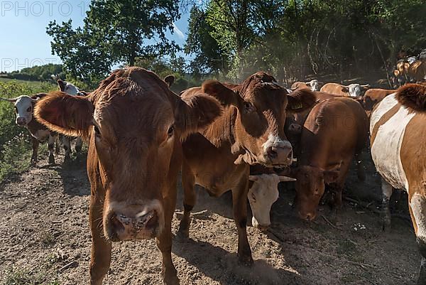 Buntscheck outdoor cattle