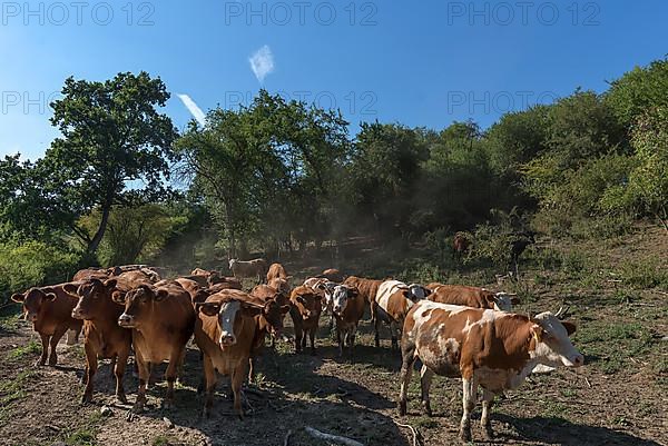 Buntscheck outdoor cattle