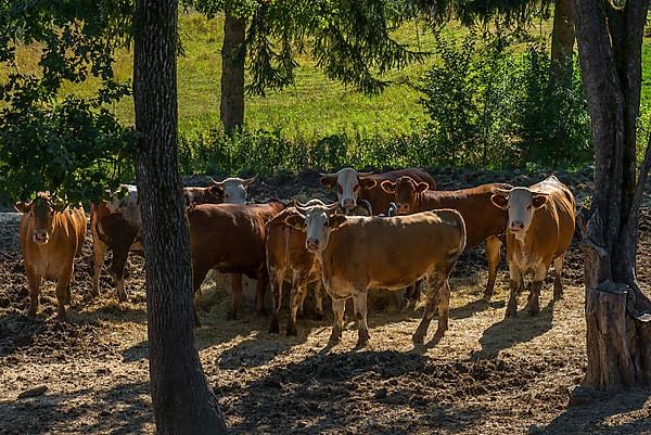 Buntscheck cattle in the shade of trees in the open