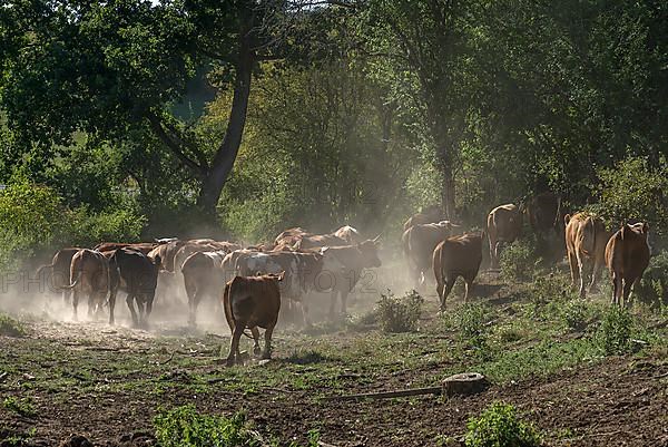 Buntscheck cattle in the open