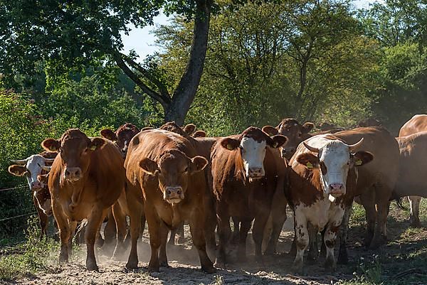 Buntscheck cattle in the open