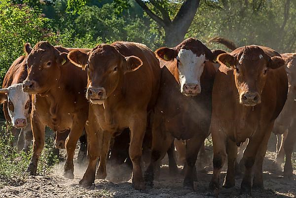 Buntscheck cattle in the open