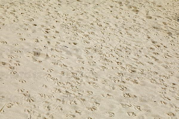 Footprints of seagulls