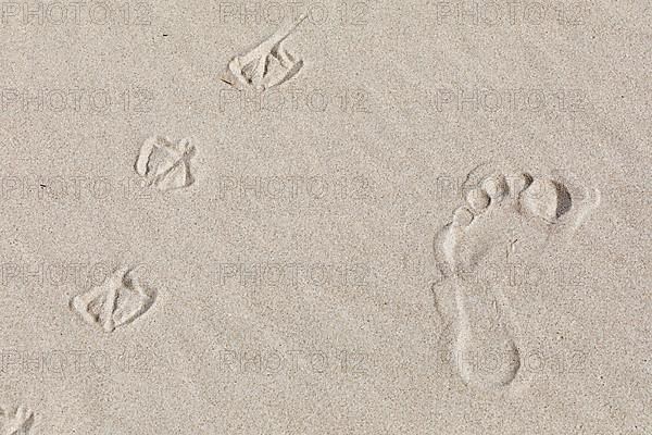 Footprints of man and seagulls