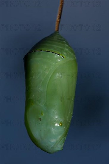 Monarch butterfly pupa hanging on a branch against a blue sky
