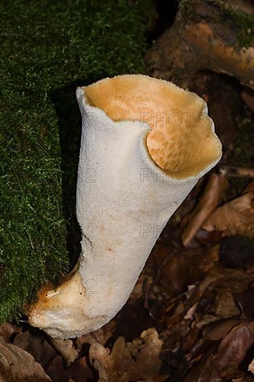 Scaly porling fruiting body with white stalk and light yellow cap with light brown scales growing on mossy tree trunk