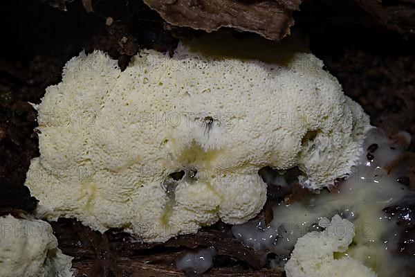 White-yellow net cushion white pore-like fruiting bodies with Plasmodium on tree trunk