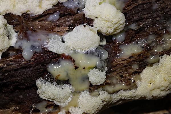 White-yellow net cushion white pore-like fruiting bodies with white plasmodium on tree trunk