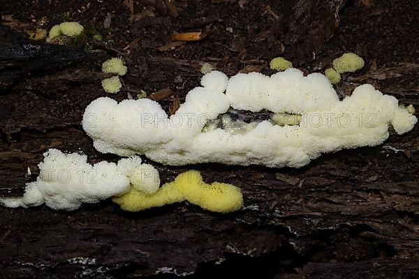 White-yellow net cushion white and yellow pore-like fruiting bodies on tree trunk